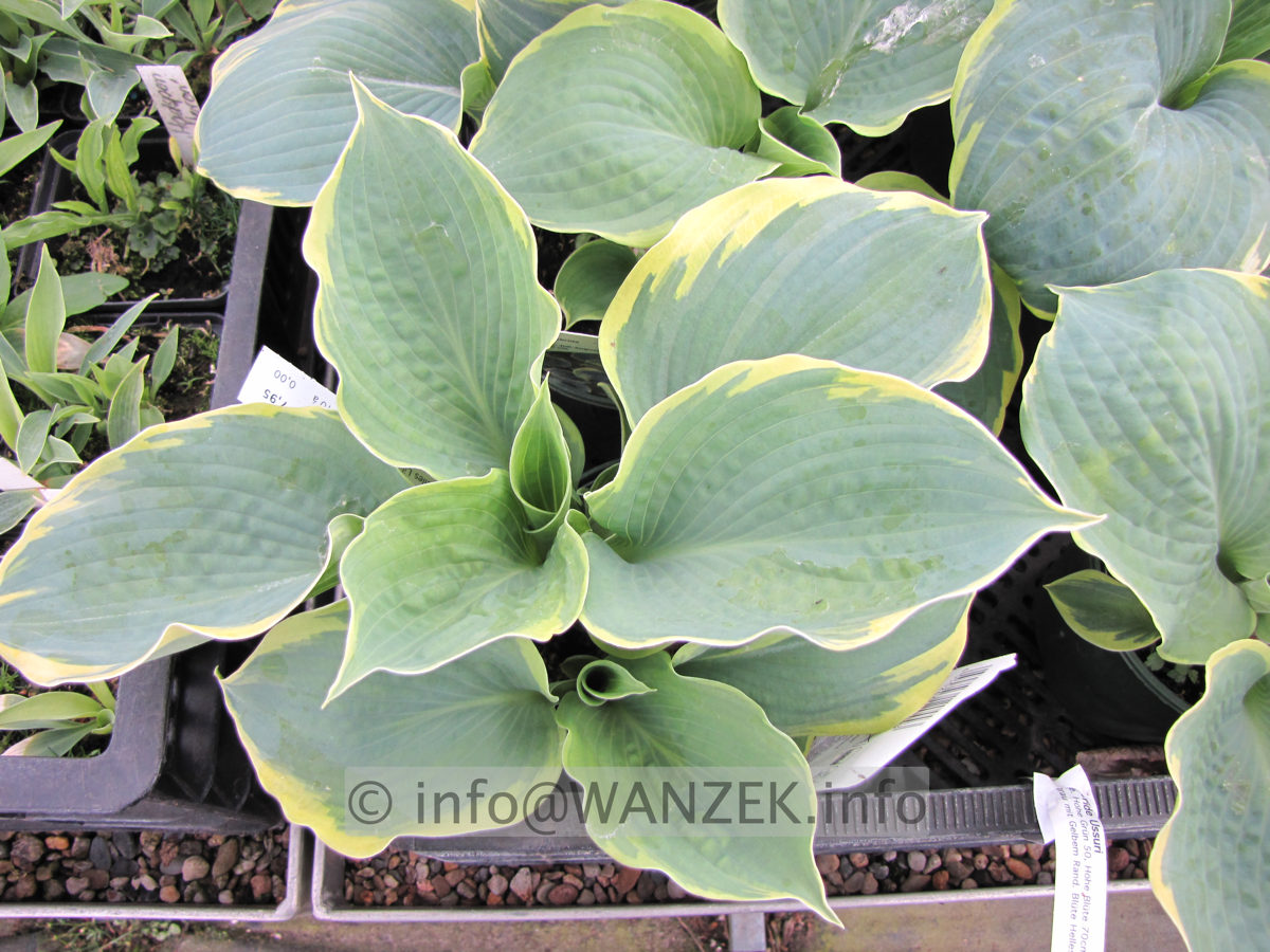 Hosta Hybride Ussuri 01.JPG